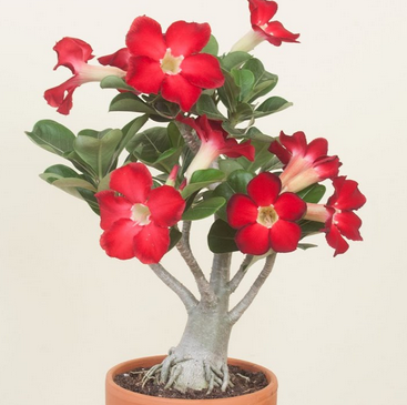 Bunga Adenium Obesum atau Kamboja Jepang